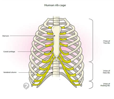 The human thoracic cage consists of the thoracic vertebrae, the ribs, the coastal cartilages and the sternum. Rib cage - Definition