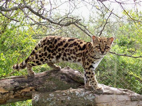 The Margay Also Known As The Long Tailed Spotted Cat Is Similar In