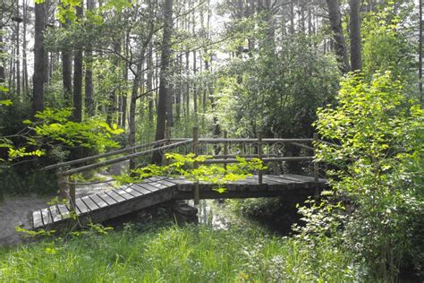 Wooden Bridge Over A Stream In A Forest Stock Photo Image Of Stream
