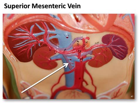 Superior Mesenteric Artery The Anatomy Of The Arteries V Flickr My