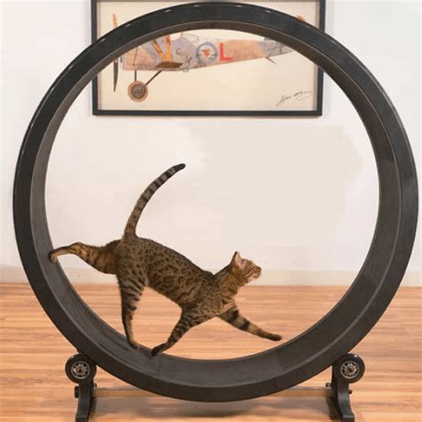 As a matter of fact. Best Cat Exercise Wheel for Hours of Fun (Updated 2018 ...