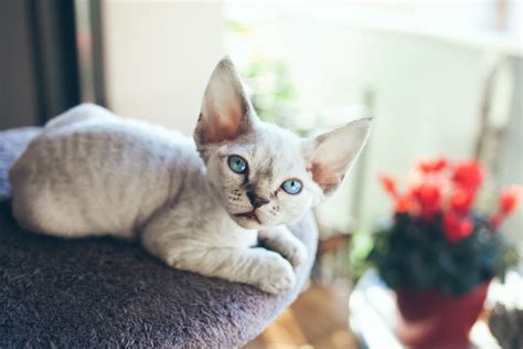 9 Cat Breeds That Dont Shed Much For People Who Are Sensitive To It