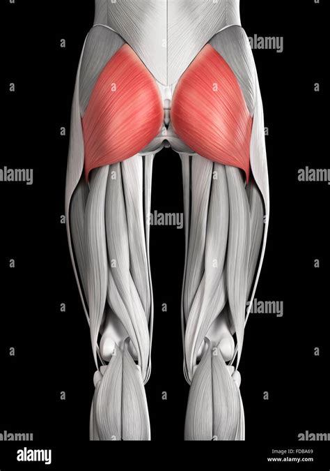 Stocktrek Images Anatomy Of The Gluteal Muscles In The Human Buttocks