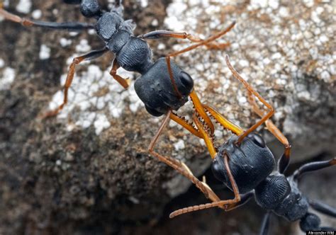 Ants Battle For Their Lives In Stunning Macrophotographs Huffpost
