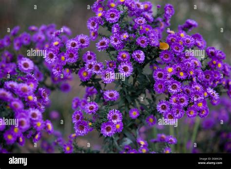 Flower Aster Garden Autumn Fall Flora Purple Color Colorful