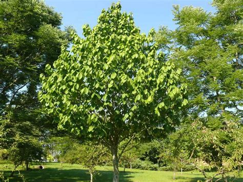 How to grow a pawpaw tree | Garden Making