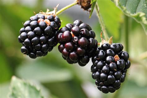 7 fun facts about blackberries page 3 of 7 farm flavor