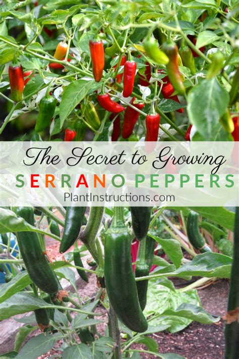 Once the fruits start to form, you may notice that the weight of the peppers may put a strain on the stem. How to Grow Serrano Peppers - Plant Instructions