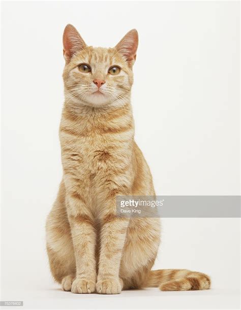 Paintings Of A Cat Sitting Up Yahoo Image Search Results Cat Pose
