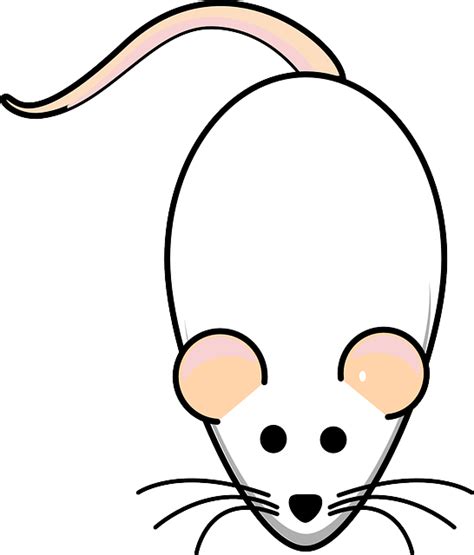 Rat Mouse White Free Vector Graphic On Pixabay