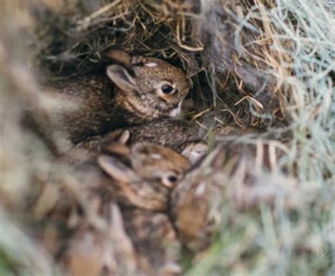 Heres What You Should Do If You Find A Nest Of Baby Rabbits