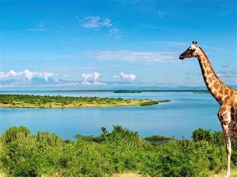 🔥 43 4k Nature Wallpaper Africa Wallpapersafari