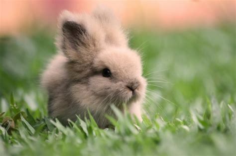 20 Cute Bunny Pictures Part 2