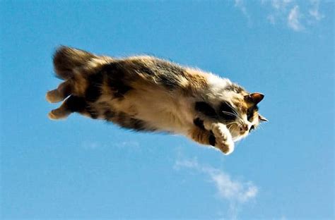 Cats Get Airborne We Get Photos 10 Flying Super Cats Catster