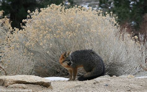 Interesting Facts About Gray Foxes Just Fun Facts