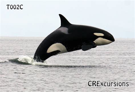 Cetacean Sightings Transient Biggs Orca Resident Orca Humpbacks