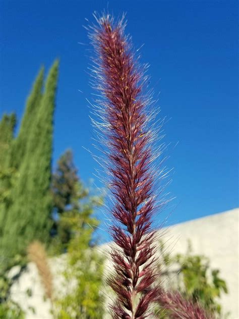 There are more than 3. Red Fountain Grass - Sunnyvale-Garden