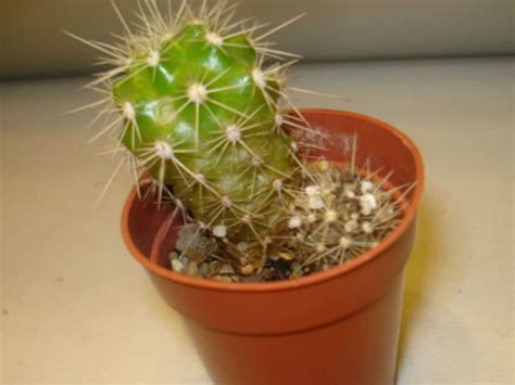 Most cacti need to be watered once a week. Overwatering Succulents | World of Succulents