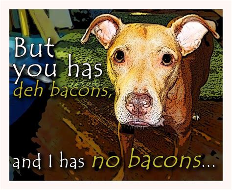 Bacon Funny Dogs Dogs Animals
