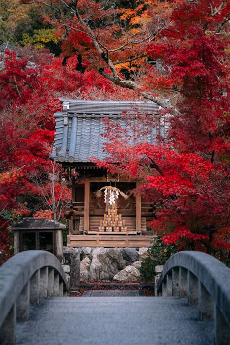 japanese photographer yin ying captured  seasons  kyoto