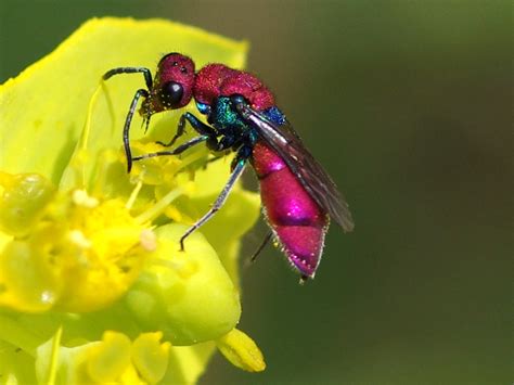 Photographiez Les Insectes Pollinisateurs Vigie Nature