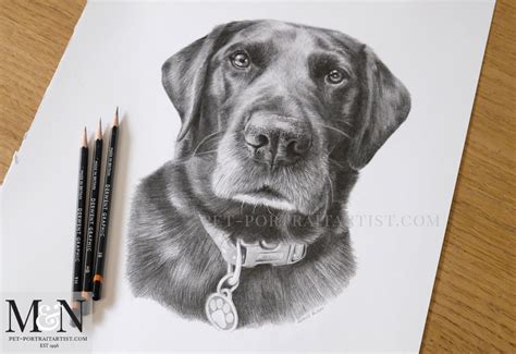 Black Labrador Pencil Drawing Melanie And Nicholas Pet Portraits