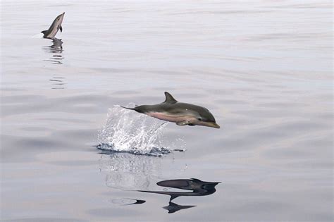 Baby Dolphin Jumping By Zomoz On Deviantart