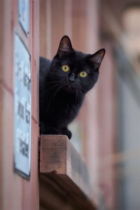 Train heartnet is a famous assassin known as black cat. 20 Best Black Cat Names - Male and Female Black Kitten Names