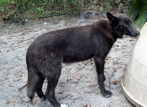 Recklessly Black German Shepherd Wolf Mix Puppy