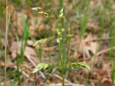 The systematics of grasses has advanced through applications of plastome phylogenomics, although studies have been largely limited to subfamilies or other subgroups of poaceae. Through Handlens and Binoculars: Grass Identification and ...