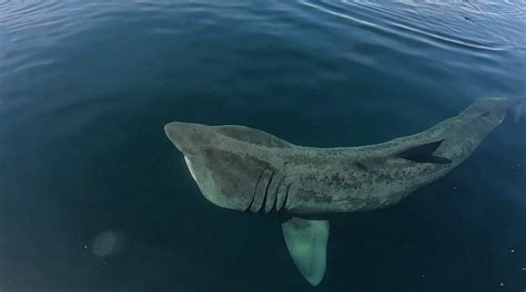 Breaching Basking Sharks Have A Good Side