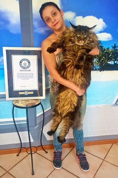 A History Of Big Cats As Another Maine Coon Becomes The Worlds Longest