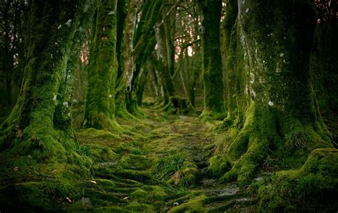 Lost Mystical Forest Forest Photo