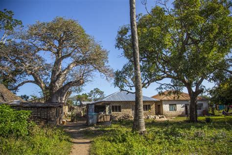 Beautiful Shot Of The Houses Surrounded By Trees In Wasini In Mombasa