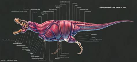 2016 Tyrannosaurus Rex Muscle Study By Thedragonofdoom On Deviantart
