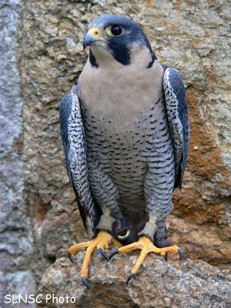 Check spelling or type a new query. Peregrine Falcon Bird Info | All Wildlife Photographs