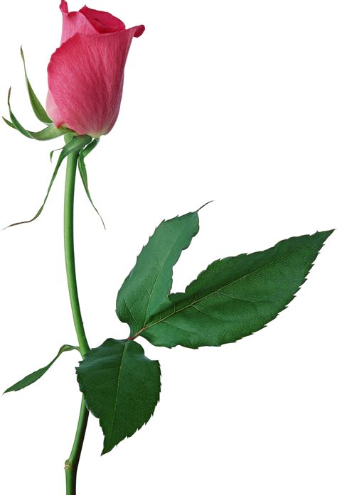 Large Pink Rose Bud Png Clipart Rose Buds Beautiful Rose Flowers