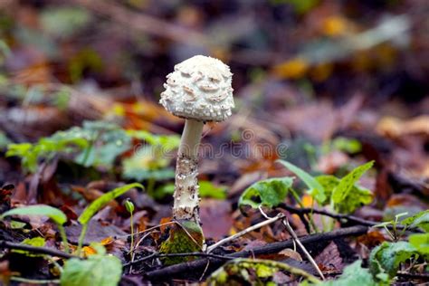 White Poisonous Mushroom In The Autumn Forest Stock Photo Image Of