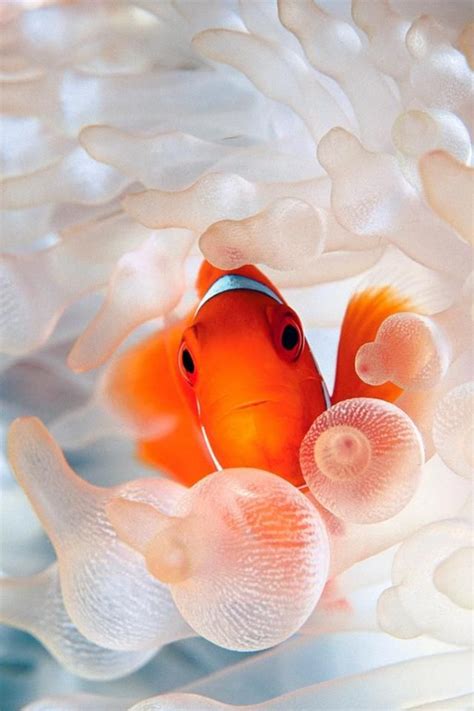 Clownfish Iphone Wallpaper Marine Animals Clown Fish Underwater