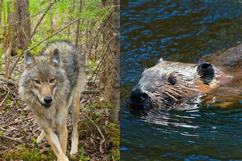 How Do Wolves Hunt Beavers Quetico Superior Foundation