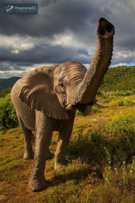 What is the most endangered animal in south africa? 28 Reasons why South Africa should be on your Bucket List | South africa wildlife, Africa travel ...