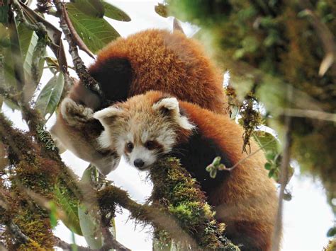 Wildlife Conservation A Positive Path For Red Pandas In Arunachal
