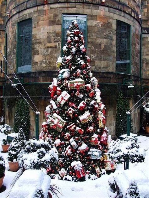 Outdoor Christmas Tree In The Snow Pictures Photos And