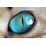 Stunning Close Up Images Capture The Beauty Of Cats Eyes In Incredible 