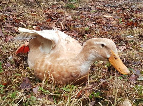 They require less care than chickens, are less susceptible to disease, and can provide meat and eggs in addition to foraging for slugs, snails, grubs, mosquito larvae, damaging beetles, grasshoppers, and many more insect pests. Types of Ducks For Eggs, Meat and Pest Control - Backyard ...