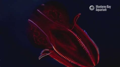 Meet The Bloody Belly Comb Jelly Critter Corner Youtube