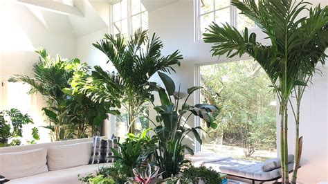 Houseplant Tour And Indoor Plant Care Tips Youtube