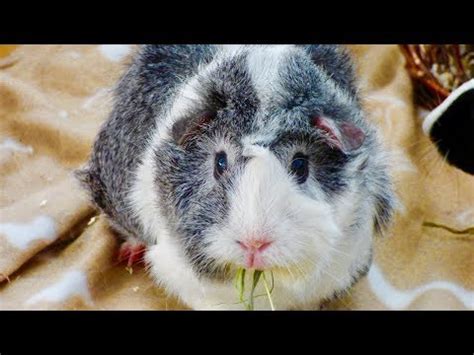 If your guinea pig is engaged in a deep purring sound, it means they are calm and relaxed. Why is my guinea pig purring? (Causes & What you can do ...