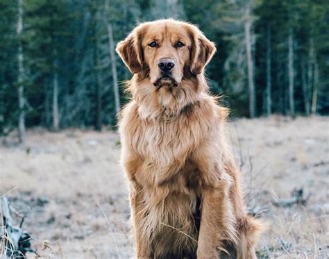 How To Keep Your Golden Retrievers Skin And Coat Healthy The Digest