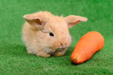 Rabbit With Carrot Stock Image Image Of Bunny Green 32008655